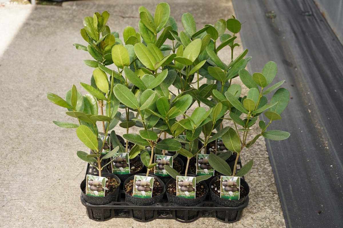 電子カタログ マダガスカルオリーブ 4号 11入り | エクゾティックプランツ