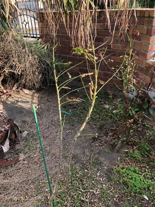 カレーノキのその後  庭に植えたカレーノキは台風24号でボロボロになってしまいましたが、よく見ると新芽が早くも動き出しています。  これからは...
