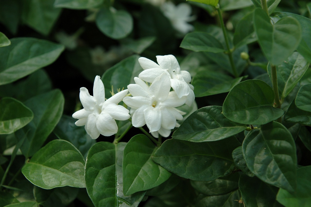 限定販売 強香 珍しい半八重 茉莉花 ピカケ マツリカ 極早生 ジャスミン苗 植物